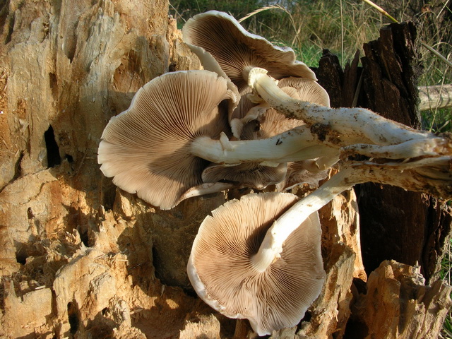 lungo il fiume Secchia: Agrocybe aegerita.